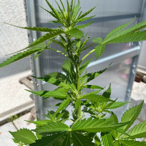 Lemon Wonder Automatic growlog timeline photo