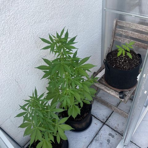 Jack Herer Automatic growlog timeline photo