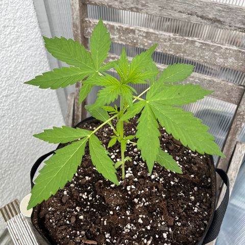 Jack Herer Automatic growlog timeline photo
