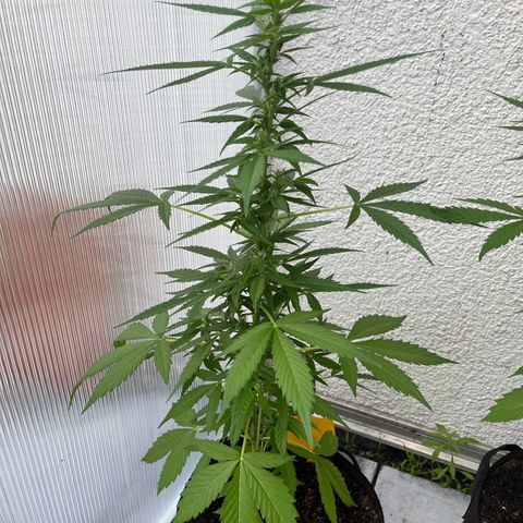 Lemon Wonder Automatic growlog timeline photo