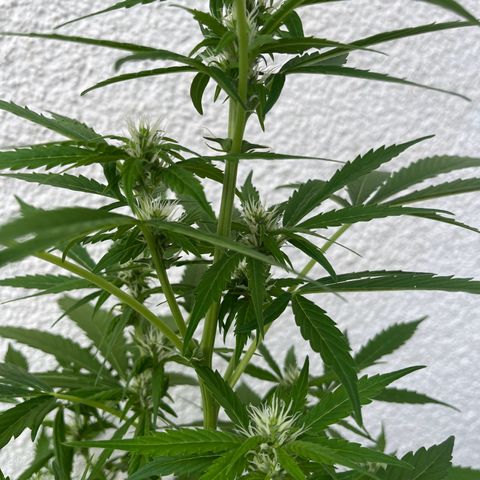 Lemon Wonder Automatic growlog timeline photo