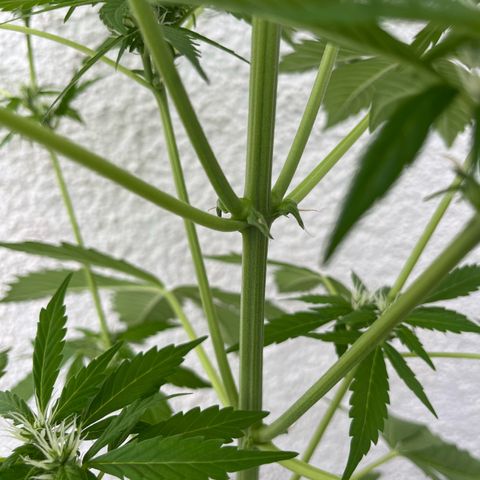 Lemon Wonder Automatic growlog timeline photo