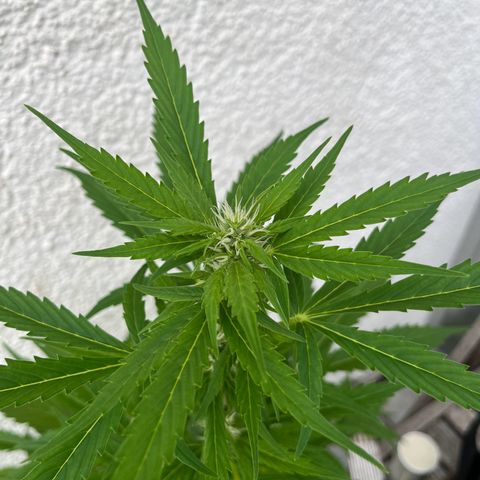 Lemon Wonder Automatic growlog timeline photo