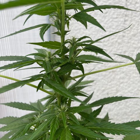 Lemon Wonder Automatic growlog timeline photo