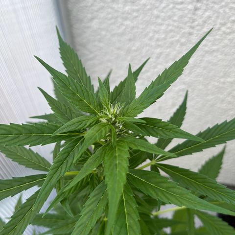 Lemon Wonder Automatic growlog timeline photo