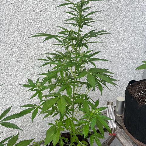 Lemon Wonder Automatic growlog timeline photo