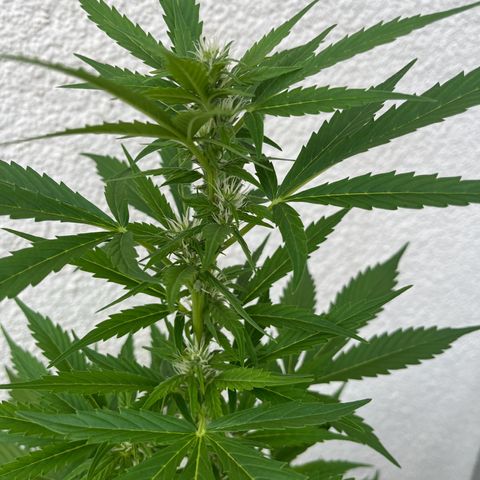 Lemon Wonder Automatic growlog timeline photo