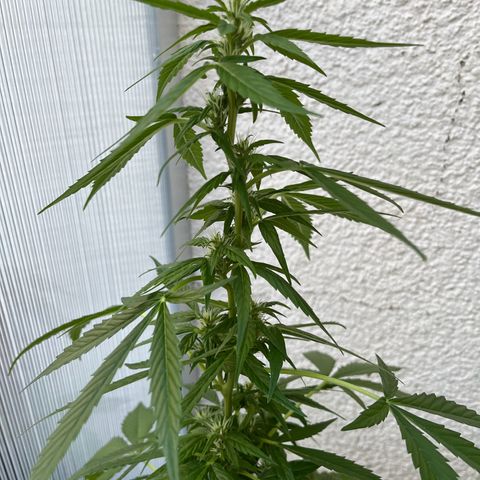Lemon Wonder Automatic growlog timeline photo