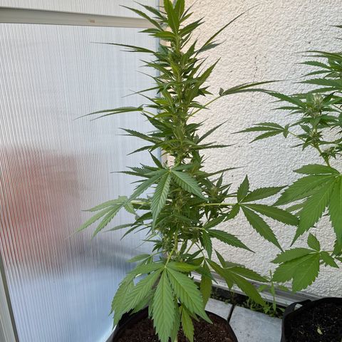 Lemon Wonder Automatic growlog timeline photo