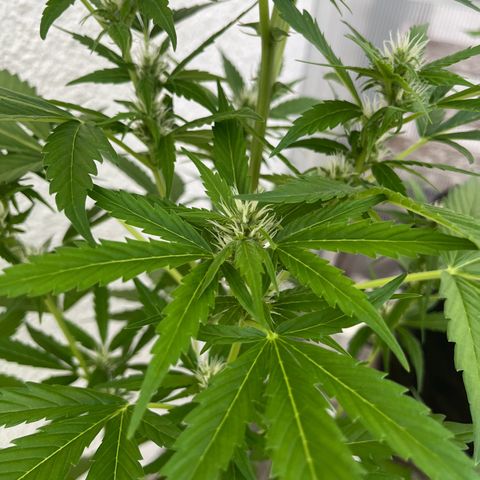 Lemon Wonder Automatic growlog timeline photo