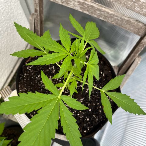Jack Herer Automatic growlog timeline photo