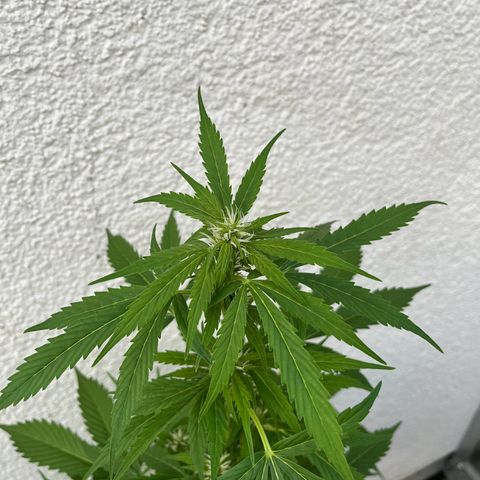 Lemon Wonder Automatic growlog timeline photo