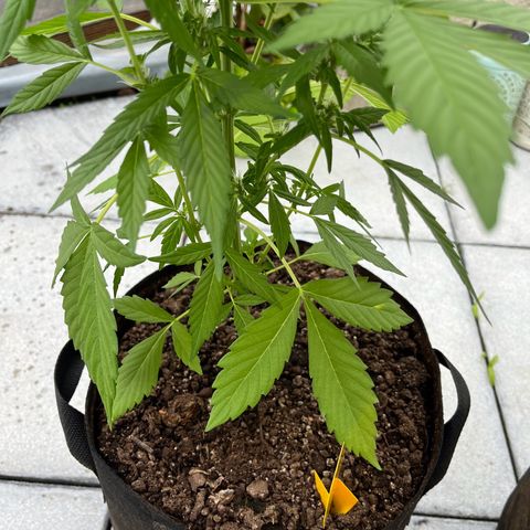 Lemon Wonder Automatic growlog timeline photo