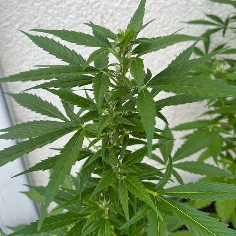 Lemon Wonder Automatic growlog timeline photo
