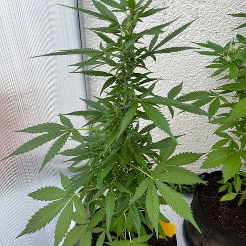 Lemon Wonder Automatic growlog timeline photo