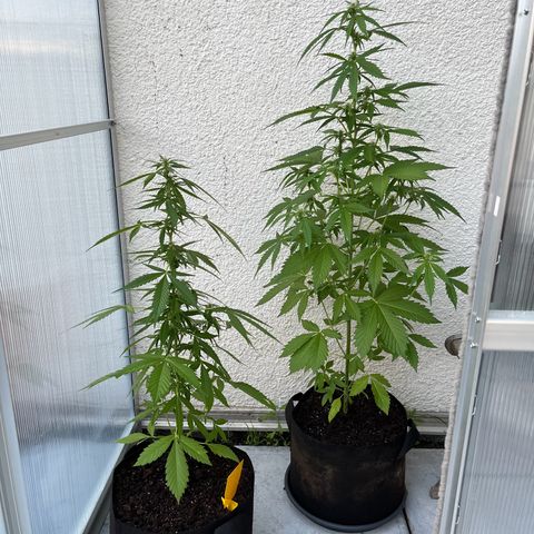 Lemon Wonder Automatic growlog timeline photo