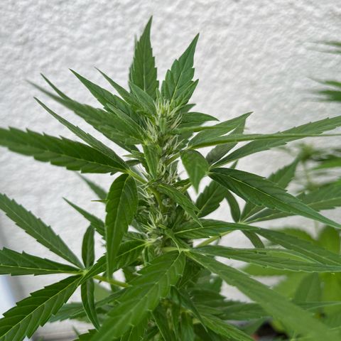 Lemon Wonder Automatic growlog timeline photo