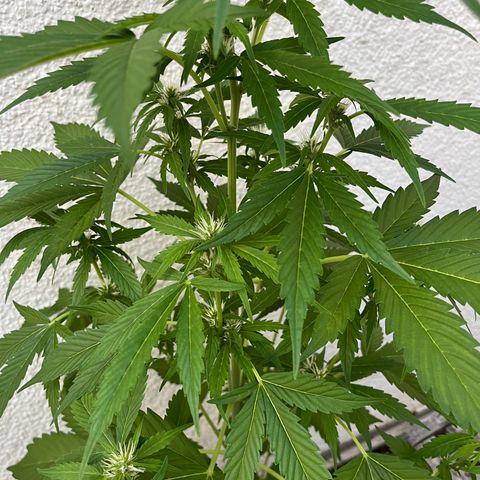 Lemon Wonder Automatic growlog timeline photo