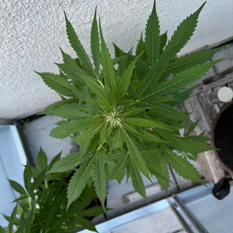 Lemon Wonder Automatic growlog timeline photo