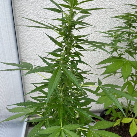 Lemon Wonder Automatic growlog timeline photo