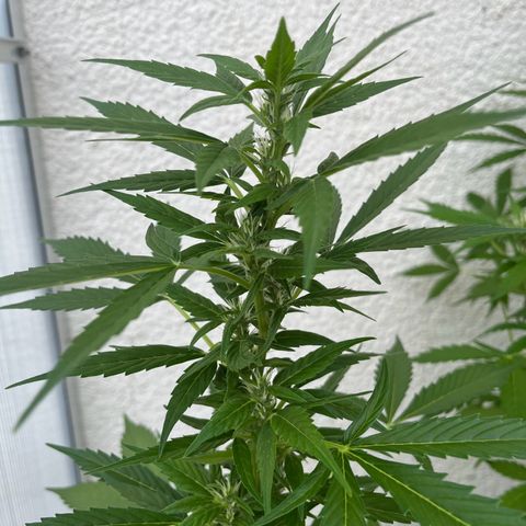 Lemon Wonder Automatic growlog timeline photo