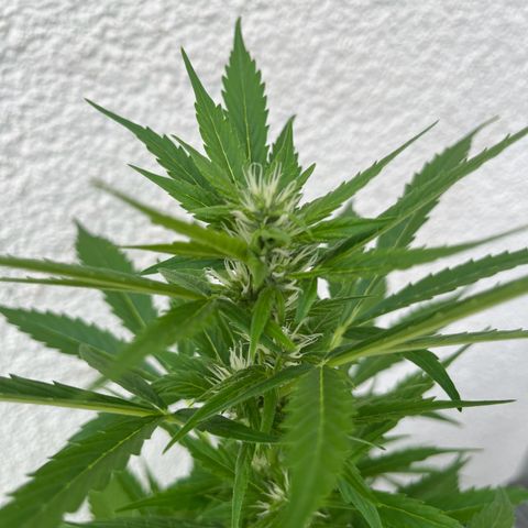 Lemon Wonder Automatic growlog timeline photo