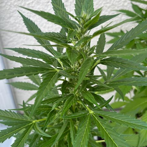 Lemon Wonder Automatic growlog timeline photo