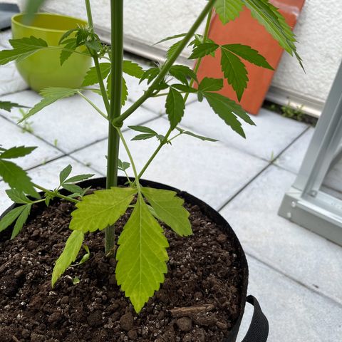 Lemon Wonder Automatic growlog timeline photo