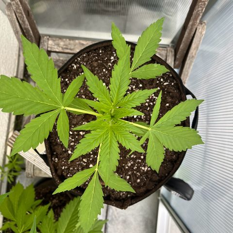 Jack Herer Automatic growlog timeline photo
