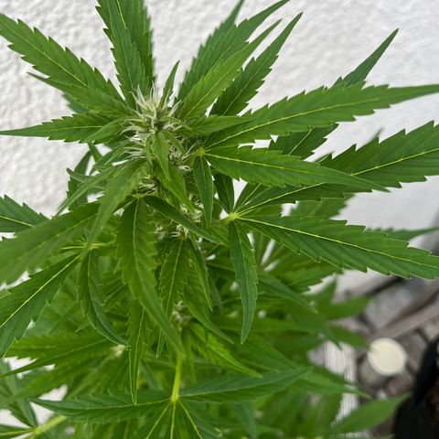 Lemon Wonder Automatic growlog timeline photo