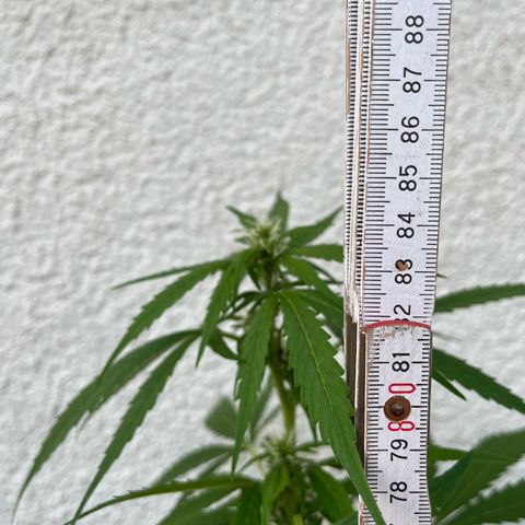 Lemon Wonder Automatic growlog timeline photo
