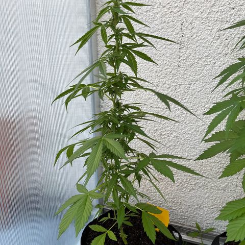 Lemon Wonder Automatic growlog timeline photo