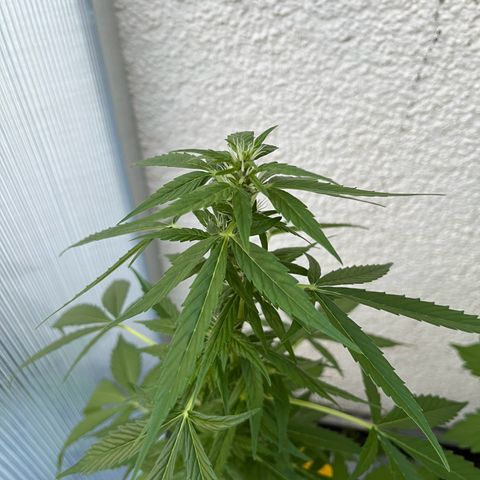 Lemon Wonder Automatic growlog timeline photo