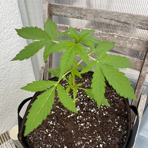 Jack Herer Automatic growlog timeline photo