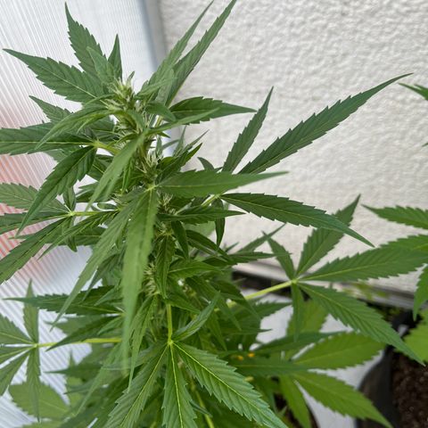 Lemon Wonder Automatic growlog timeline photo