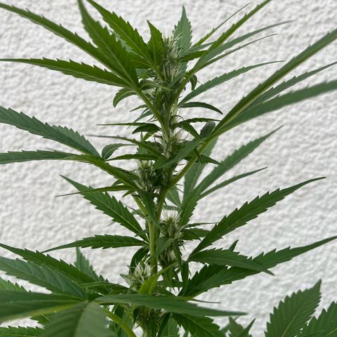 Lemon Wonder Automatic growlog timeline photo