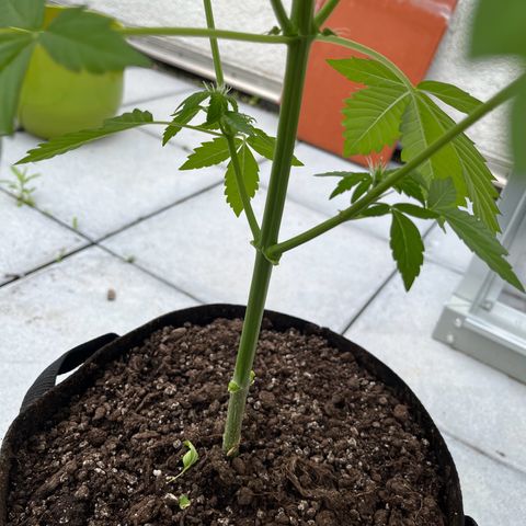 Lemon Wonder Automatic growlog timeline photo