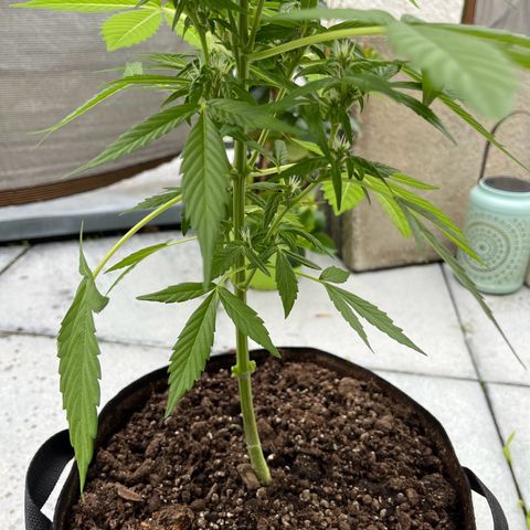 Lemon Wonder Automatic growlog timeline photo