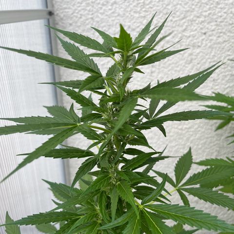 Lemon Wonder Automatic growlog timeline photo