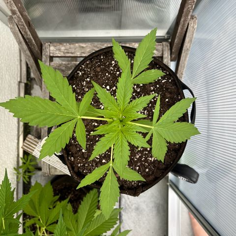 Jack Herer Automatic growlog timeline photo