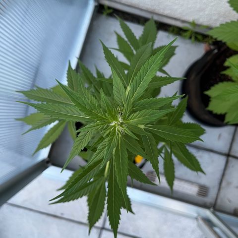 Lemon Wonder Automatic growlog timeline photo
