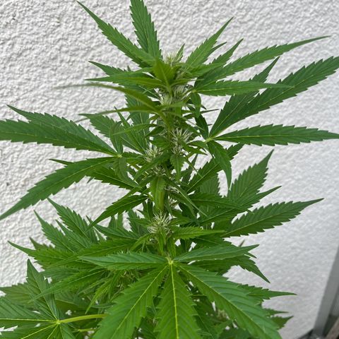 Lemon Wonder Automatic growlog timeline photo