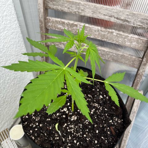 Jack Herer Automatic growlog timeline photo
