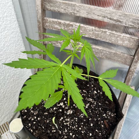 Jack Herer Automatic growlog timeline photo