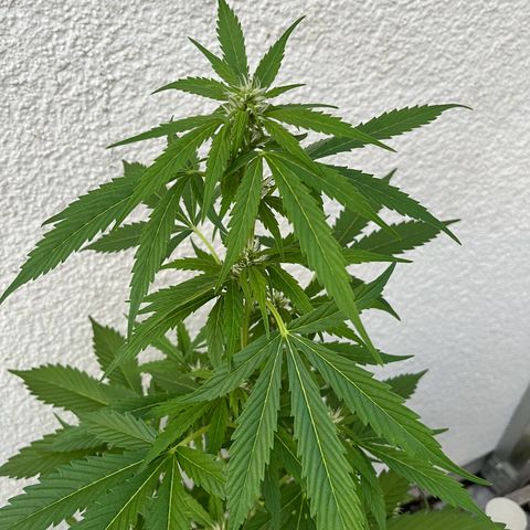 Lemon Wonder Automatic growlog timeline photo