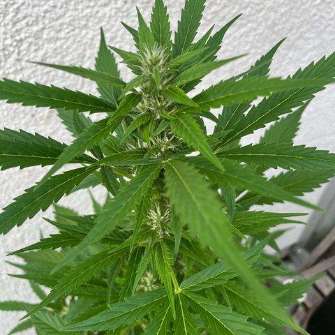Lemon Wonder Automatic growlog timeline photo