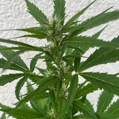Lemon Wonder Automatic growlog timeline photo