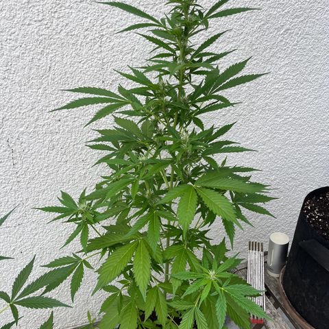 Lemon Wonder Automatic growlog timeline photo