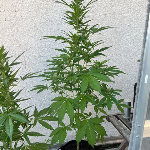 Lemon Wonder Automatic growlog timeline photo