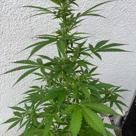Lemon Wonder Automatic growlog timeline photo